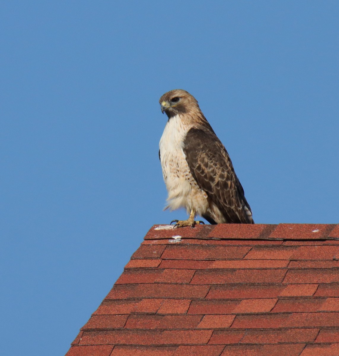 Red-tailed Hawk - ML635485339