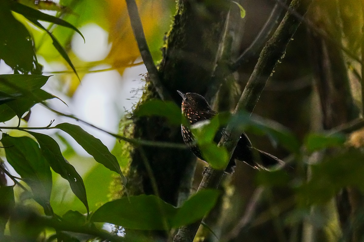 Spotted Barbtail - ML635485347