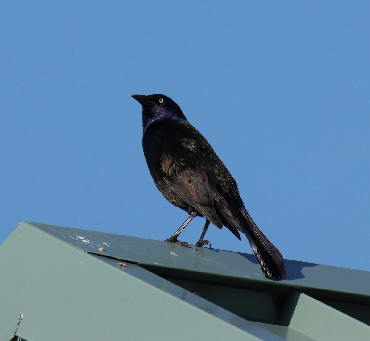Common Grackle - ML635485384