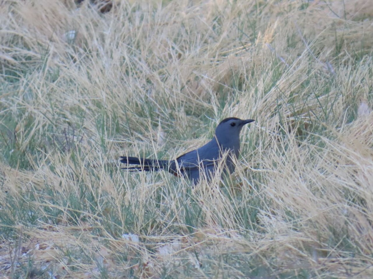 ネコマネドリ - ML635485395