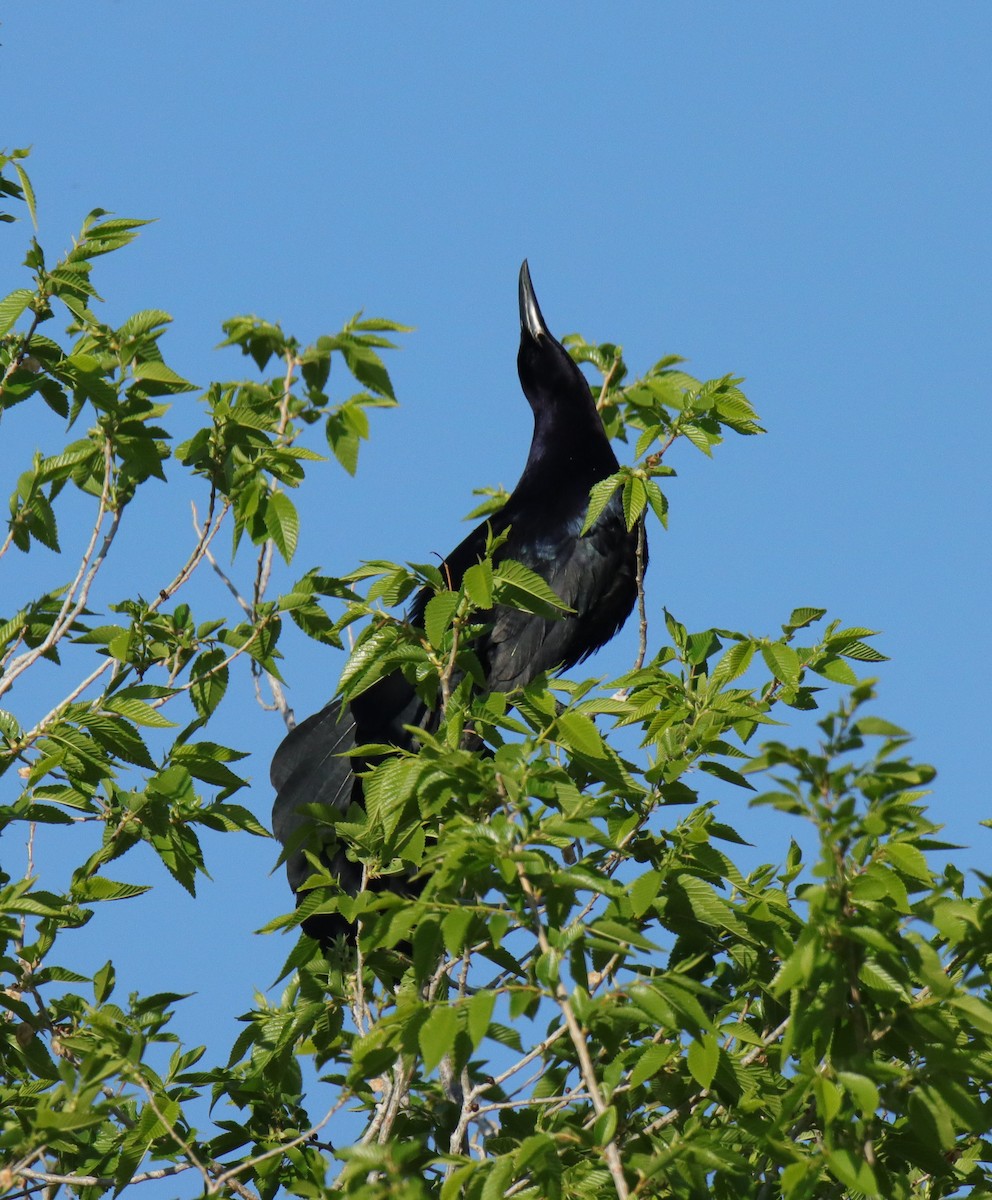 Great-tailed Grackle - ML635485403