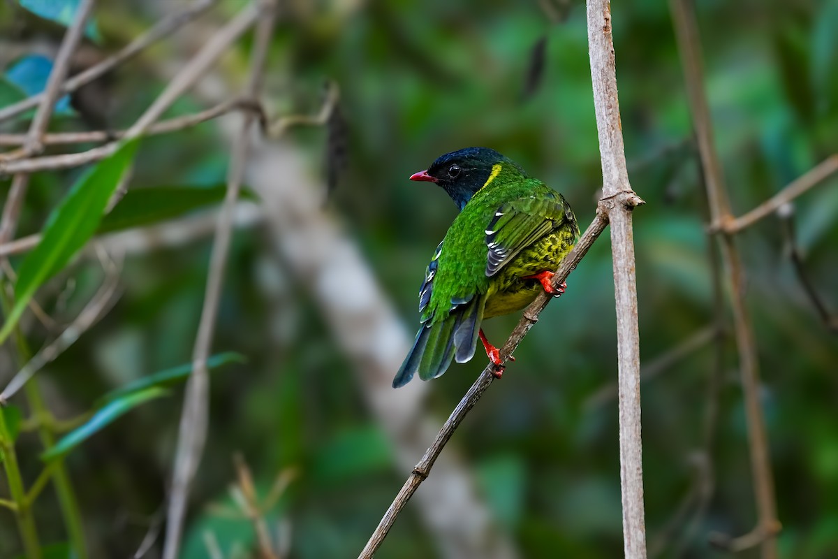 Green-and-black Fruiteater - ML635485423