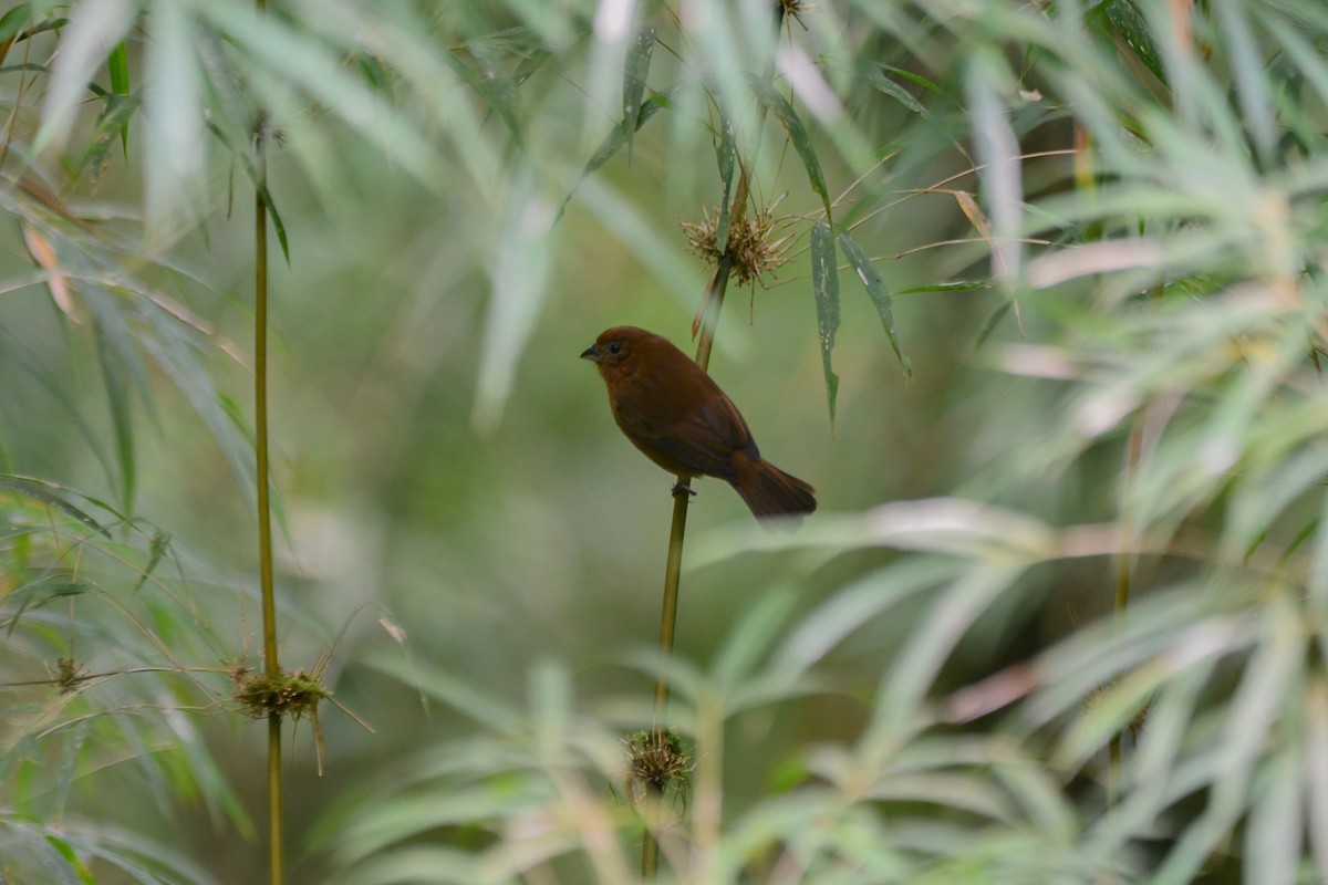 Blue Seedeater - ML635485425