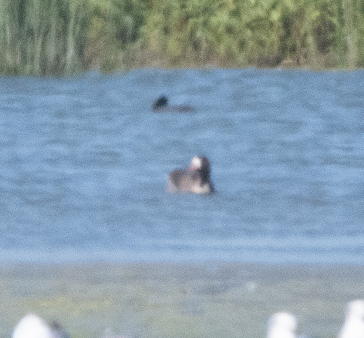 Greater White-fronted Goose - ML635485451