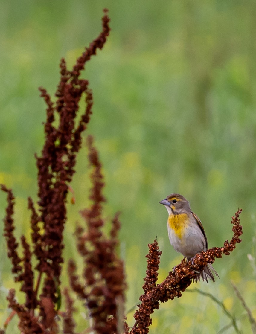 Dickcissel - ML635485499