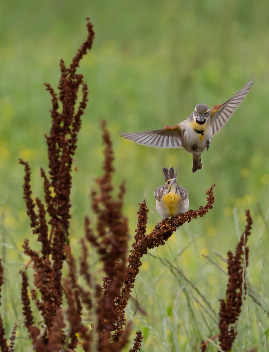 Dickcissel - ML635485500