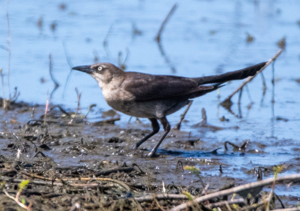 Great-tailed Grackle - ML635485519