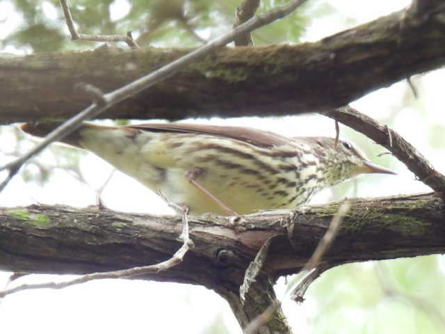 vannparula - ML635485528