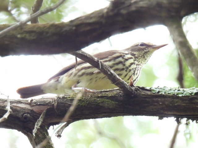 vannparula - ML635485529