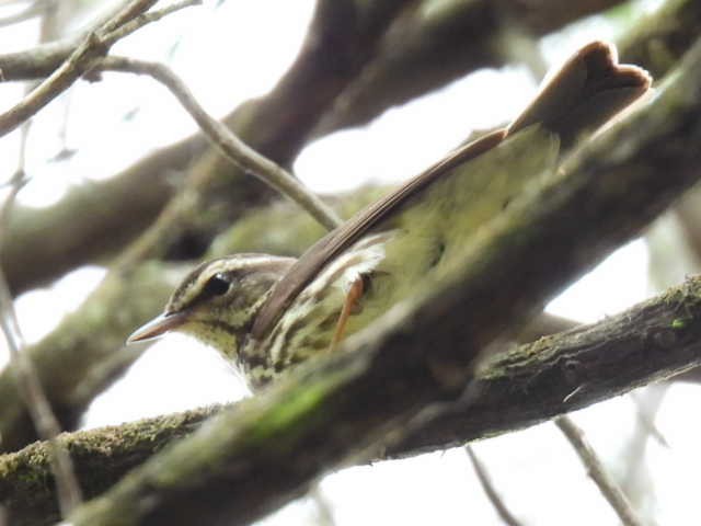 vannparula - ML635485530