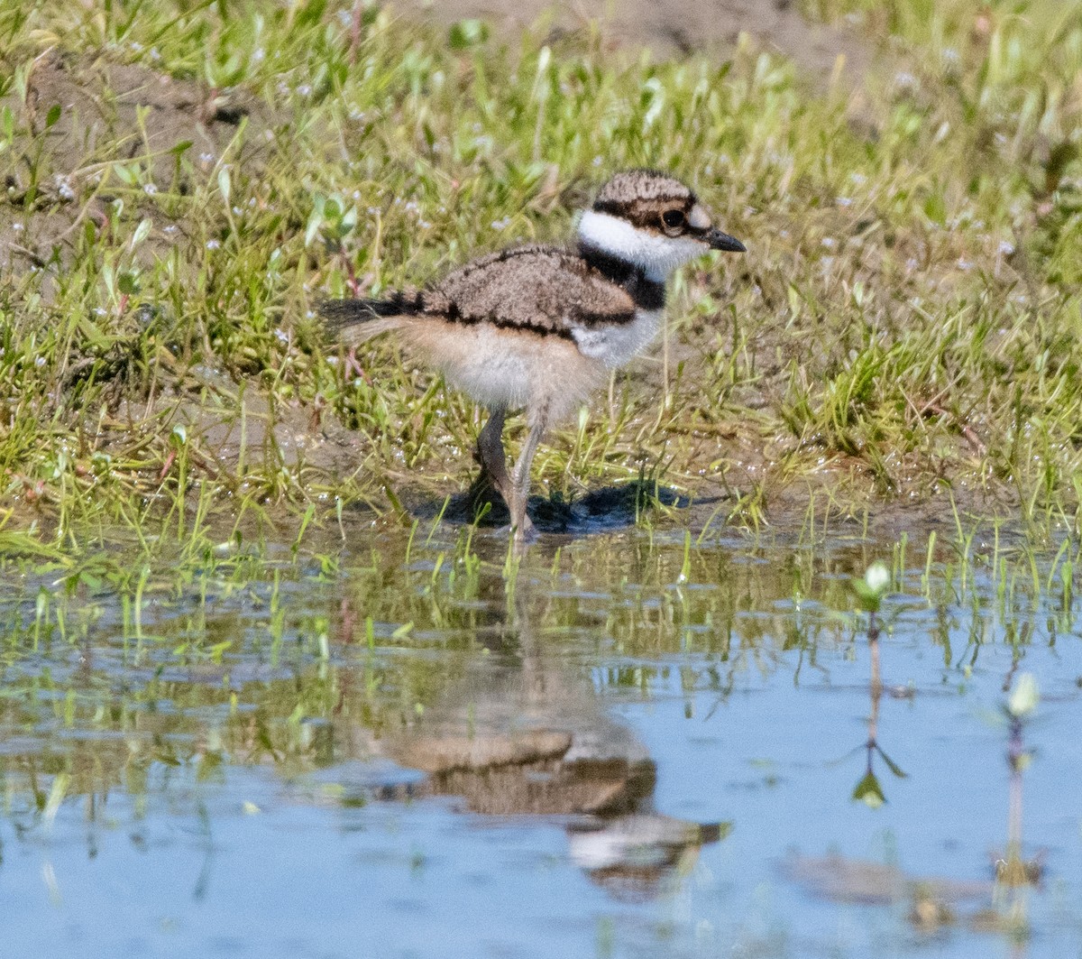 Killdeer - ML635485549