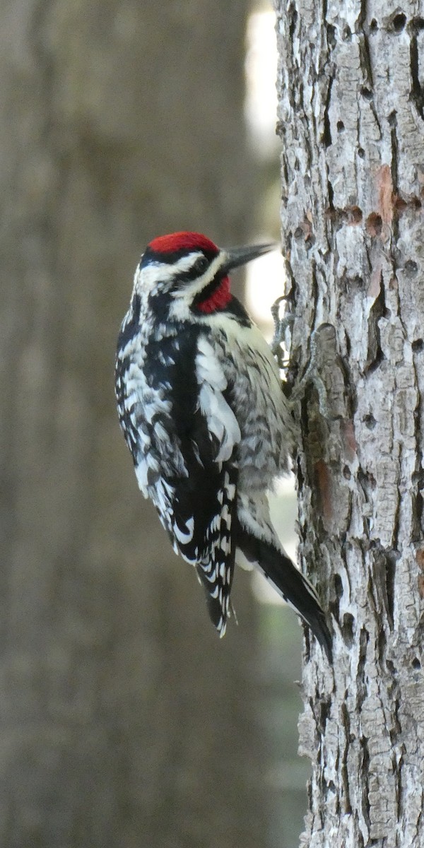 Yellow-bellied Sapsucker - ML635485552