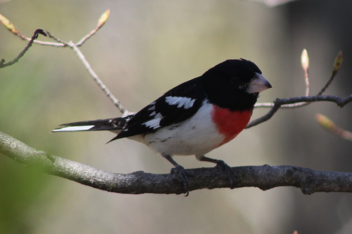 Rose-breasted Grosbeak - ML635485573