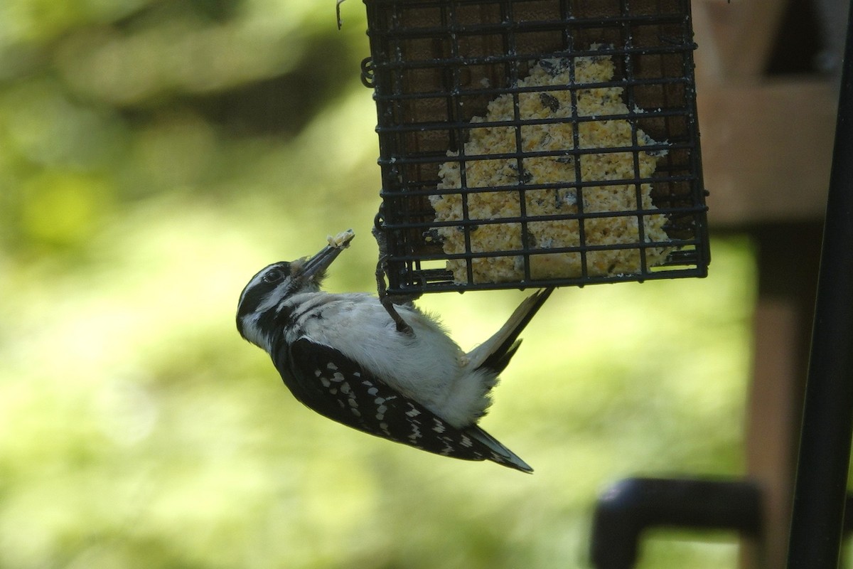 Hairy Woodpecker - ML635485619
