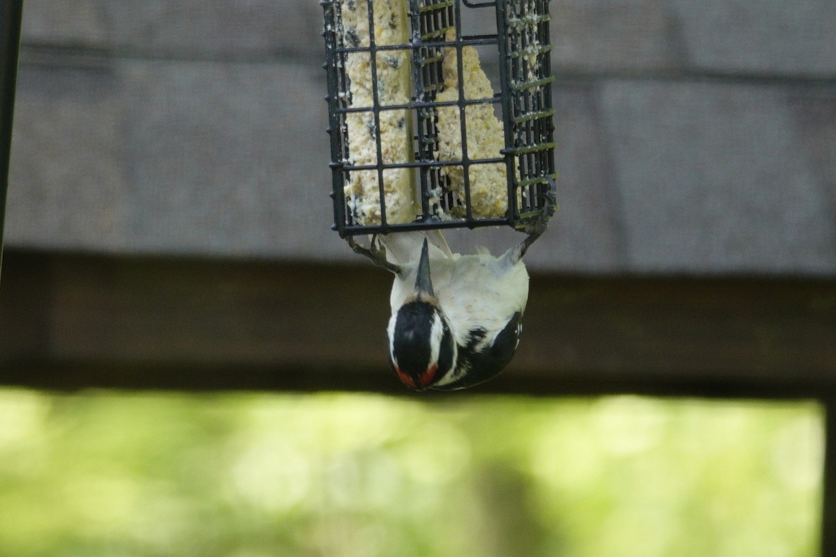 Hairy Woodpecker - ML635485620