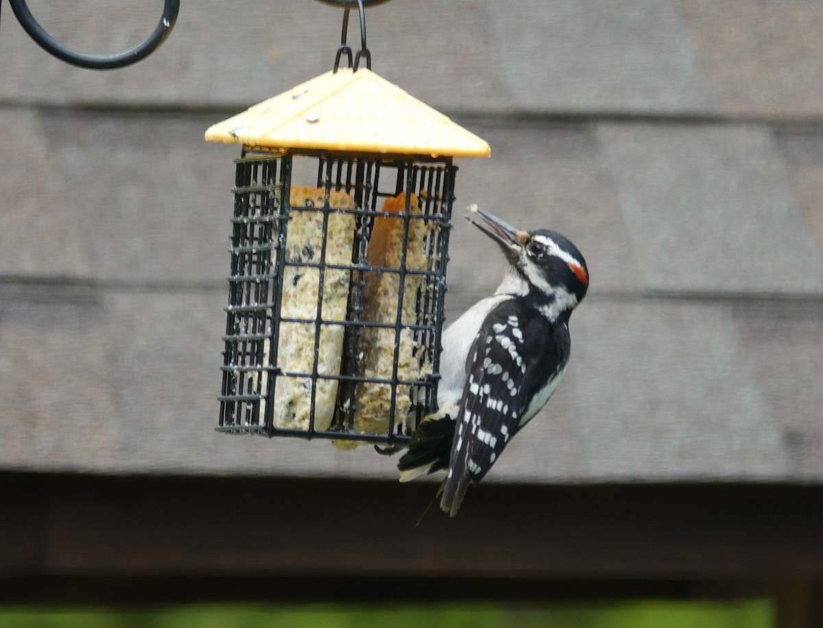 Hairy Woodpecker - ML635485621