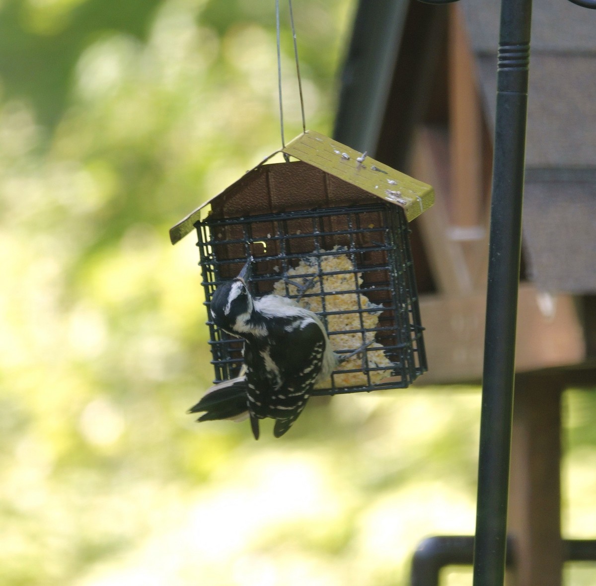 Hairy Woodpecker - ML635485623