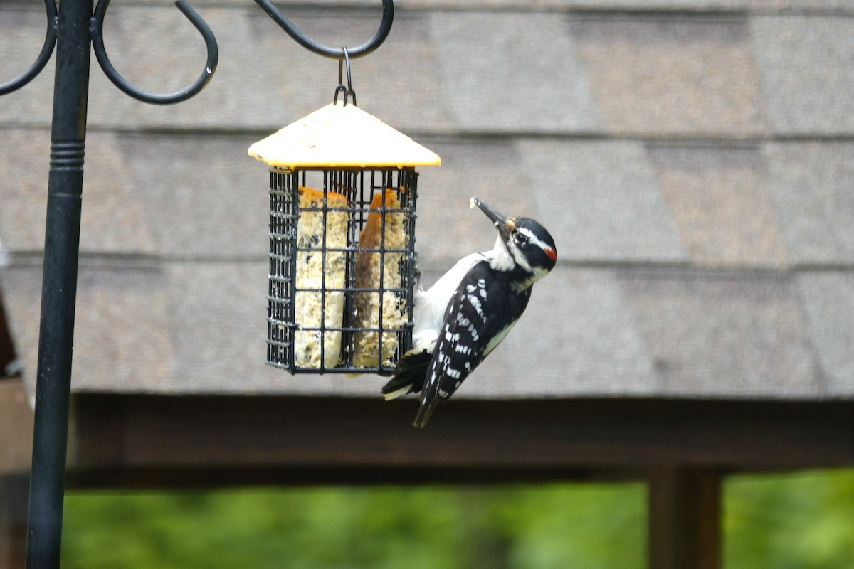 Hairy Woodpecker - ML635485624