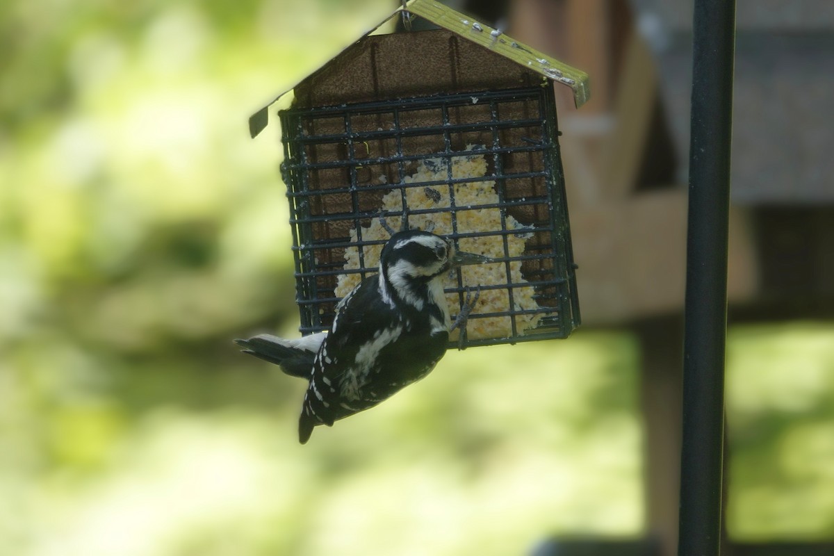 Hairy Woodpecker - ML635485625