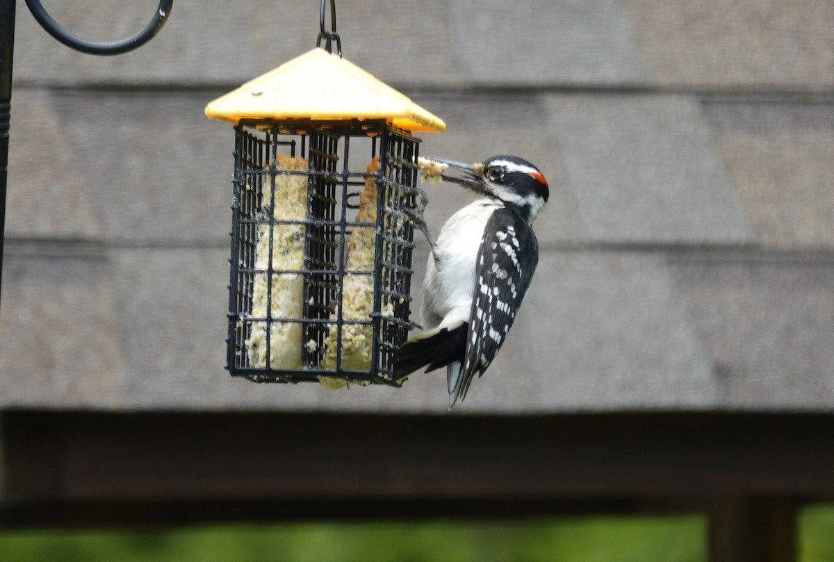 Hairy Woodpecker - ML635485626
