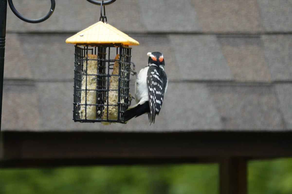Hairy Woodpecker - ML635485627