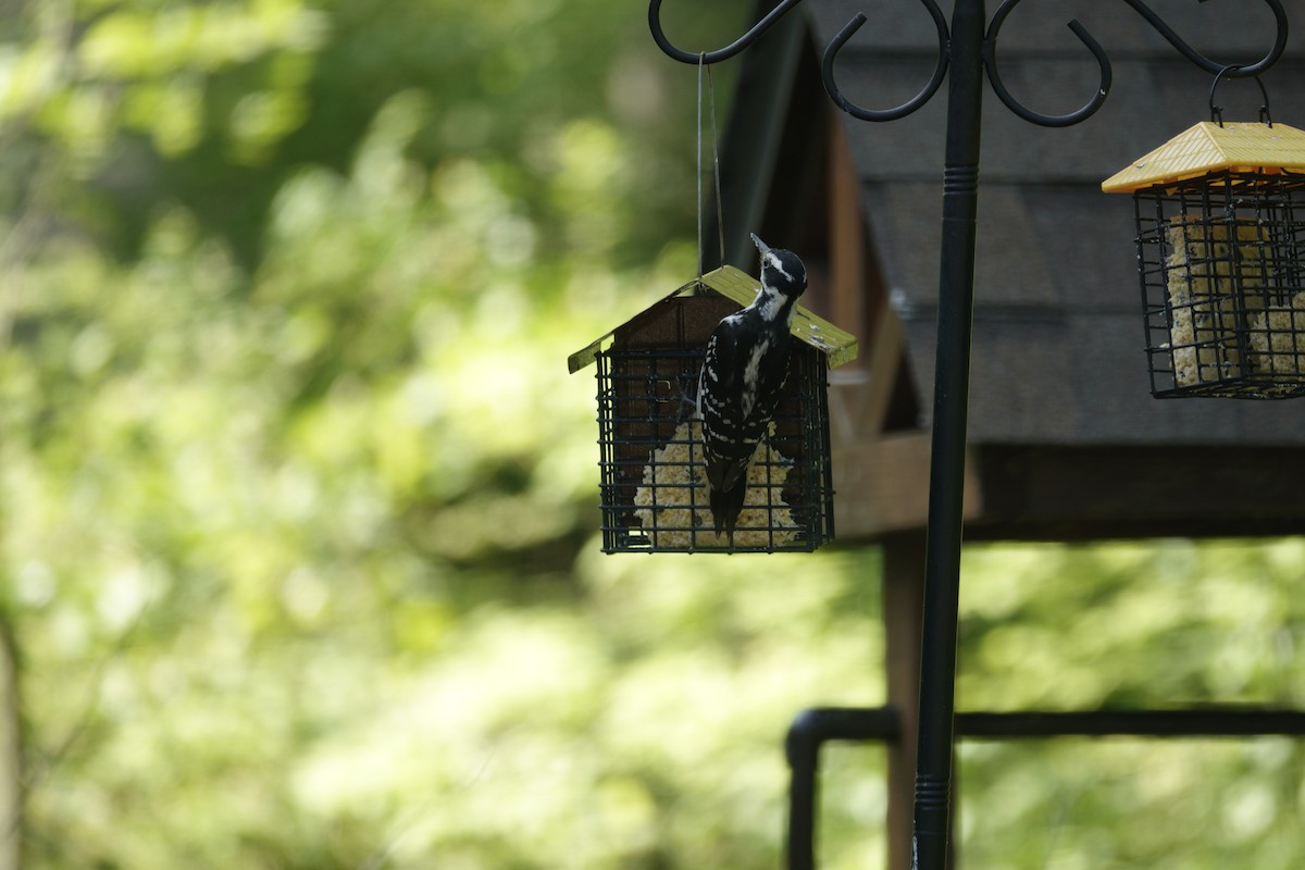 Hairy Woodpecker - ML635485628