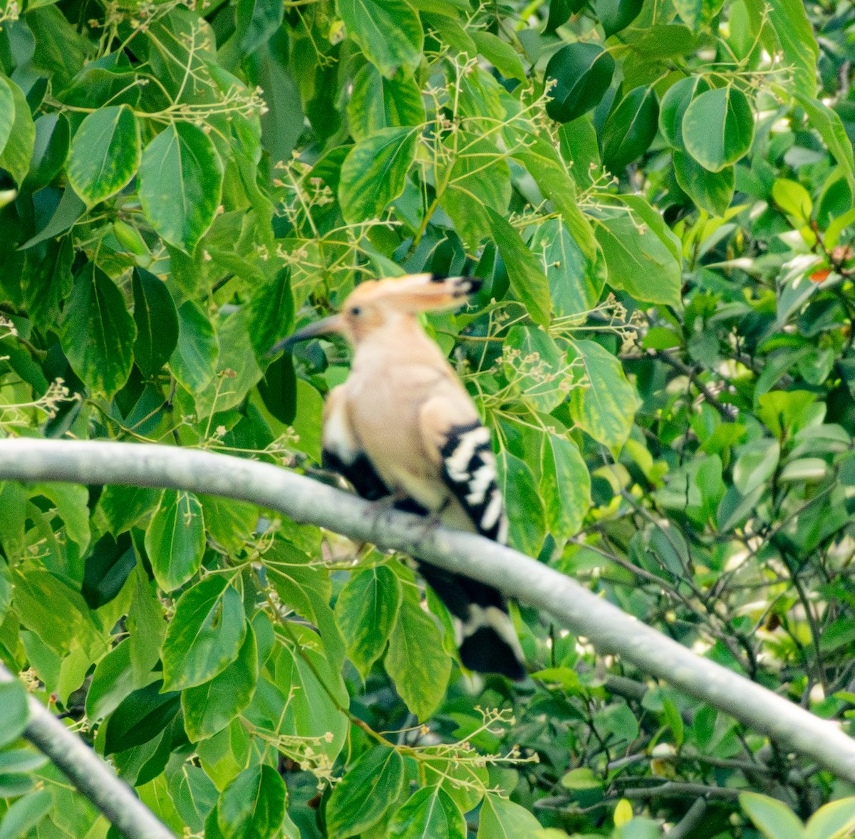 Common Hoopoe - ML635485732