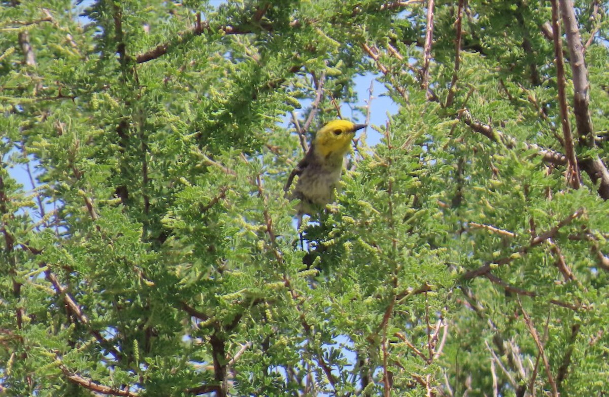 キガシラアメリカムシクイ - ML635485779