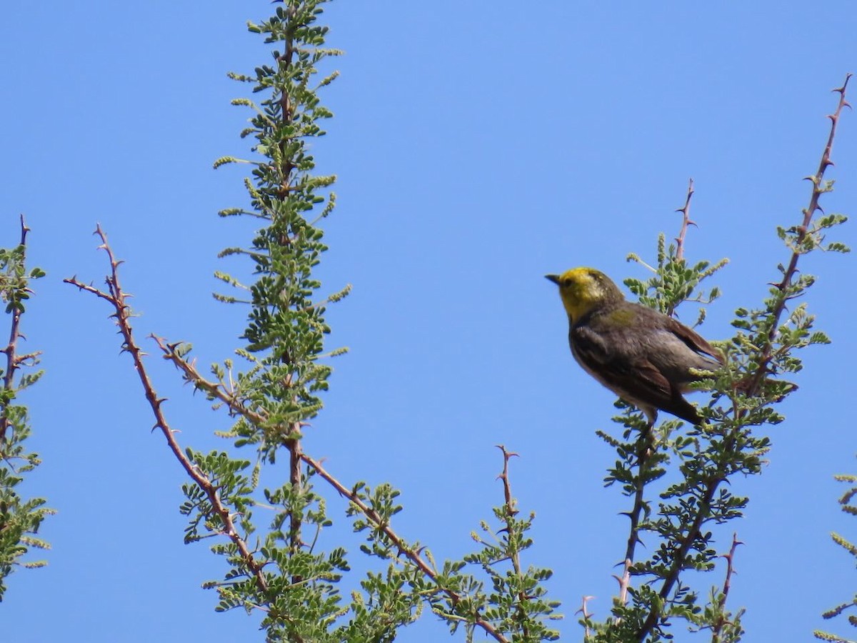 キガシラアメリカムシクイ - ML635485780