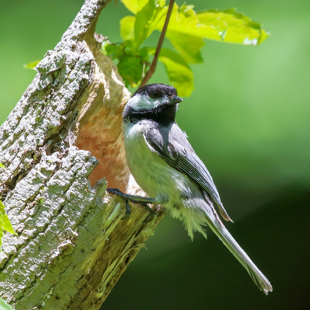Mésange à tête noire - ML635485782