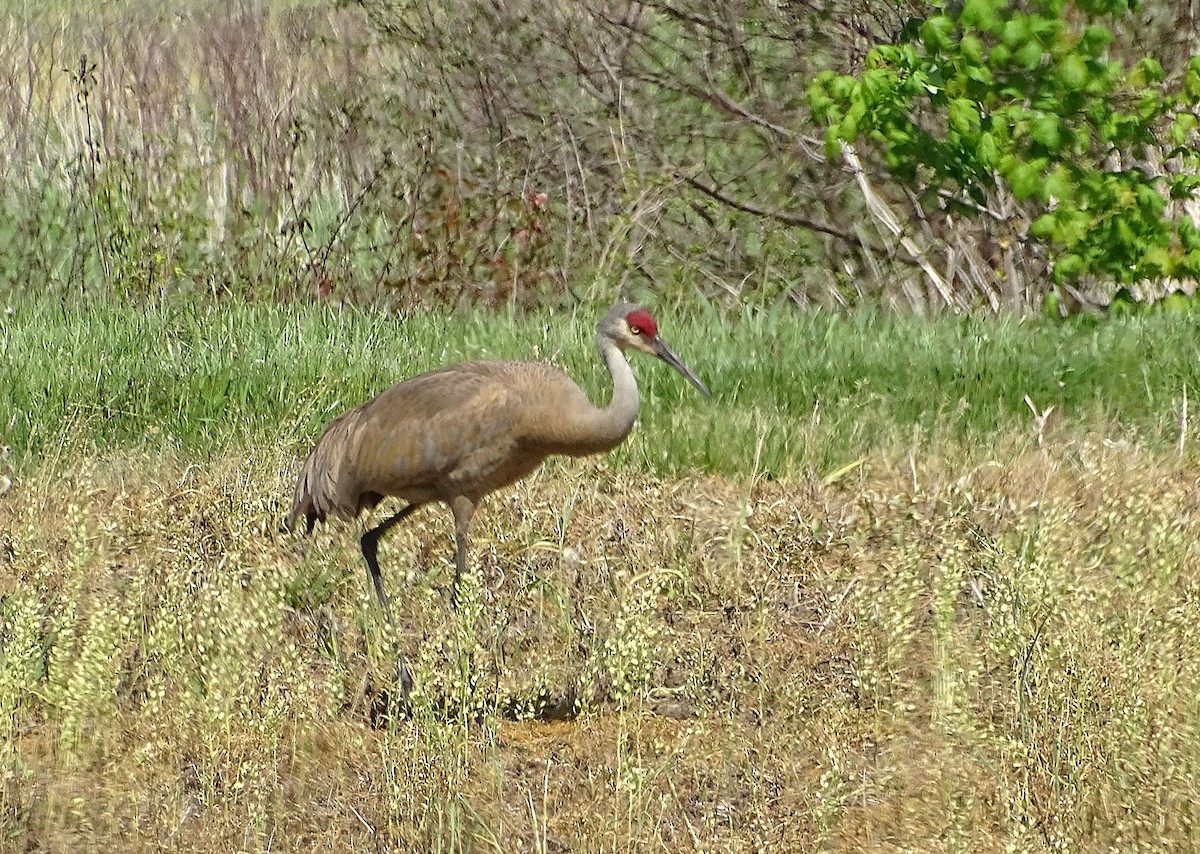 Sandhill Crane - ML635485815