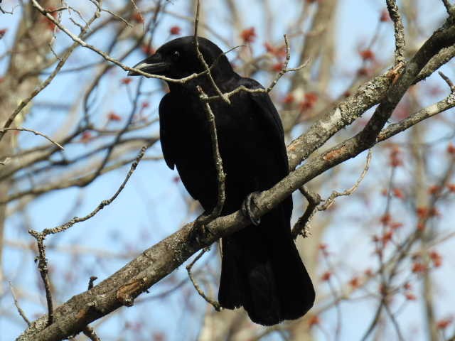 American Crow - ML635485878