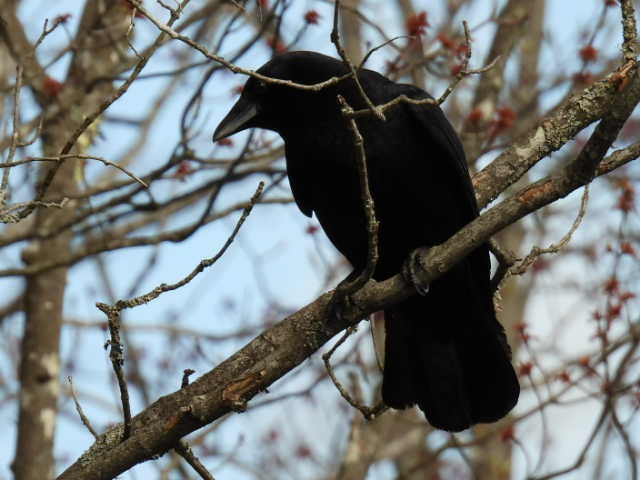 American Crow - ML635485879