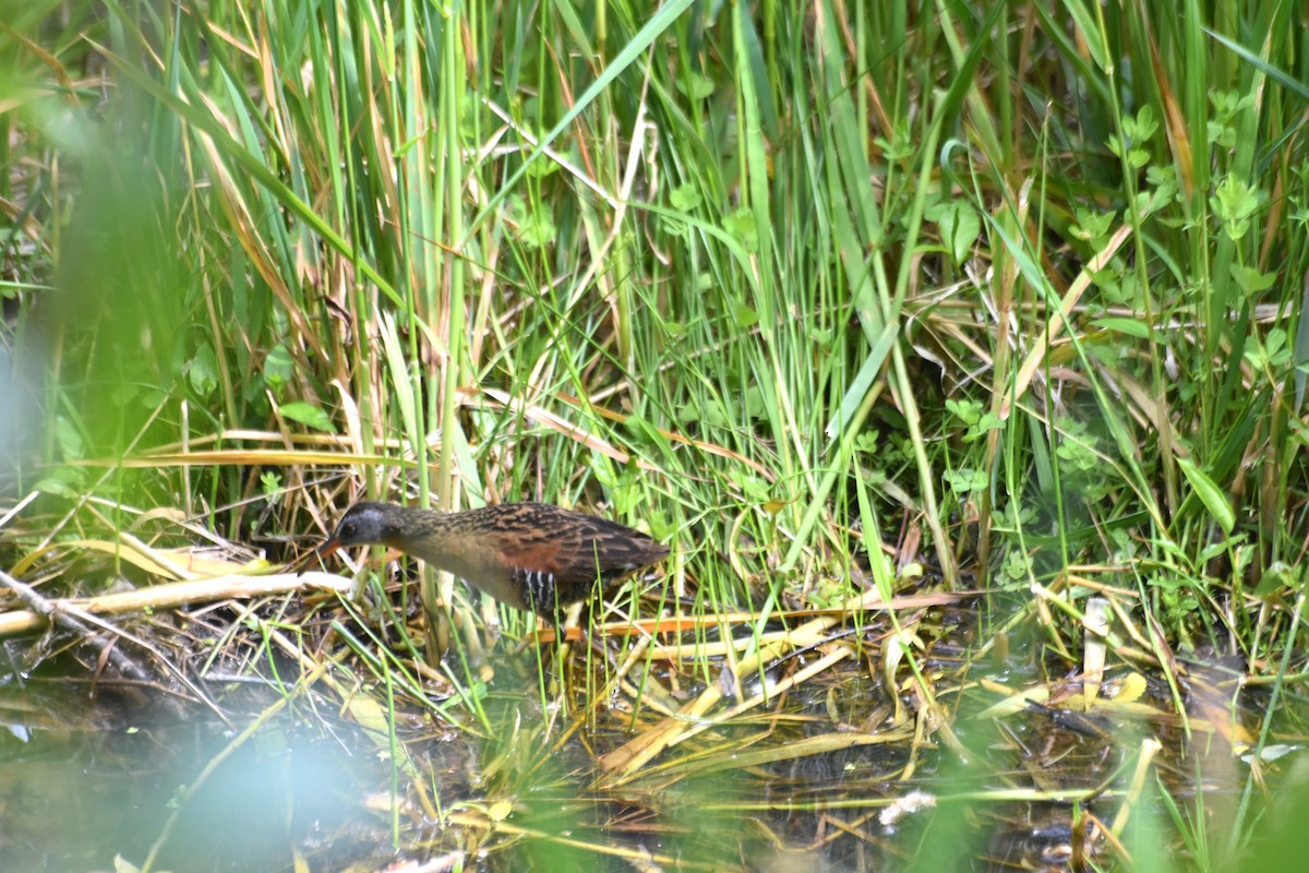 Virginiaralle - ML635485912