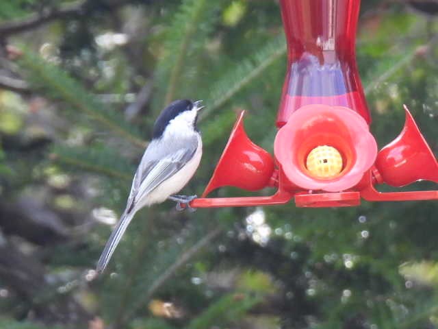 Mésange à tête noire - ML635485943