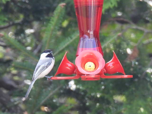 Mésange à tête noire - ML635485944