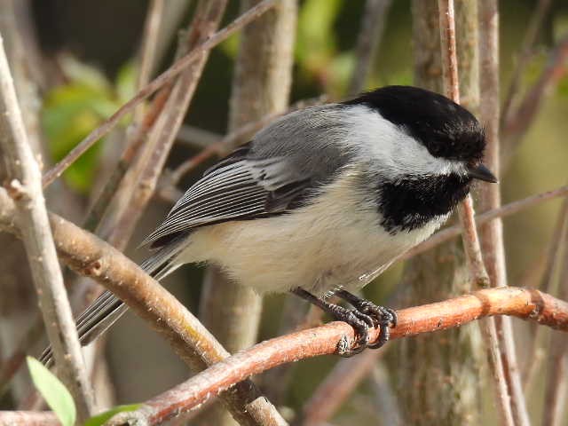 Mésange à tête noire - ML635485946