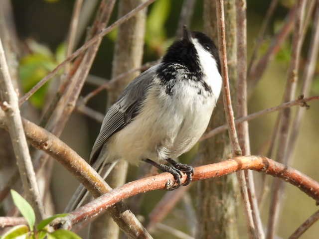 Mésange à tête noire - ML635485947