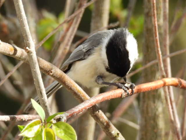 Mésange à tête noire - ML635485948