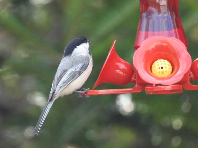Mésange à tête noire - ML635485949
