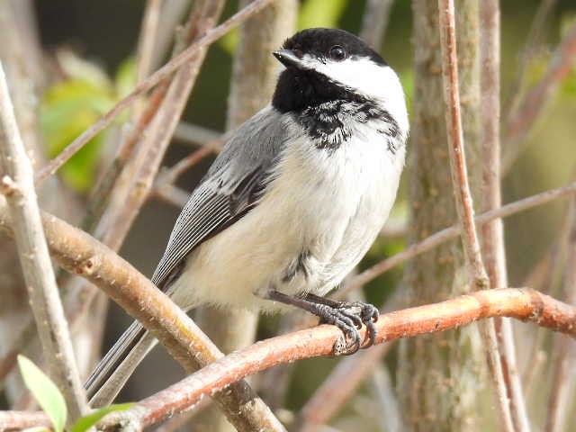 Mésange à tête noire - ML635485950