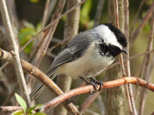 Mésange à tête noire - ML635485951