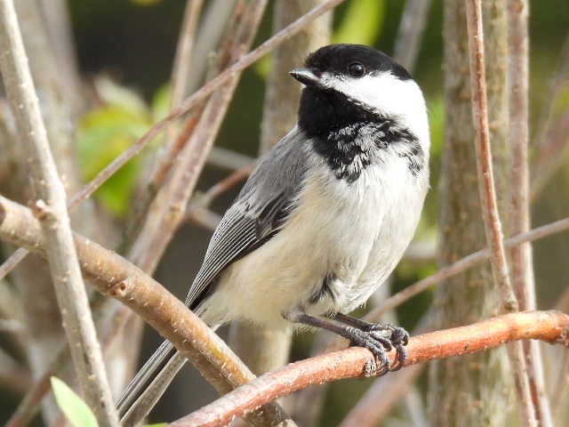 Mésange à tête noire - ML635485952
