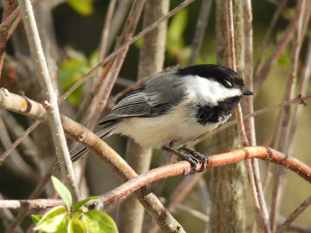 Mésange à tête noire - ML635485953
