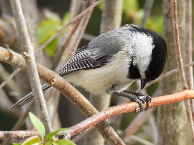 Mésange à tête noire - ML635485954