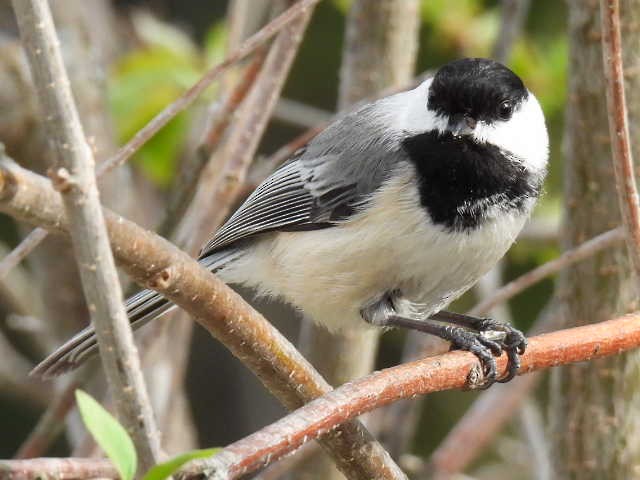 Mésange à tête noire - ML635485955