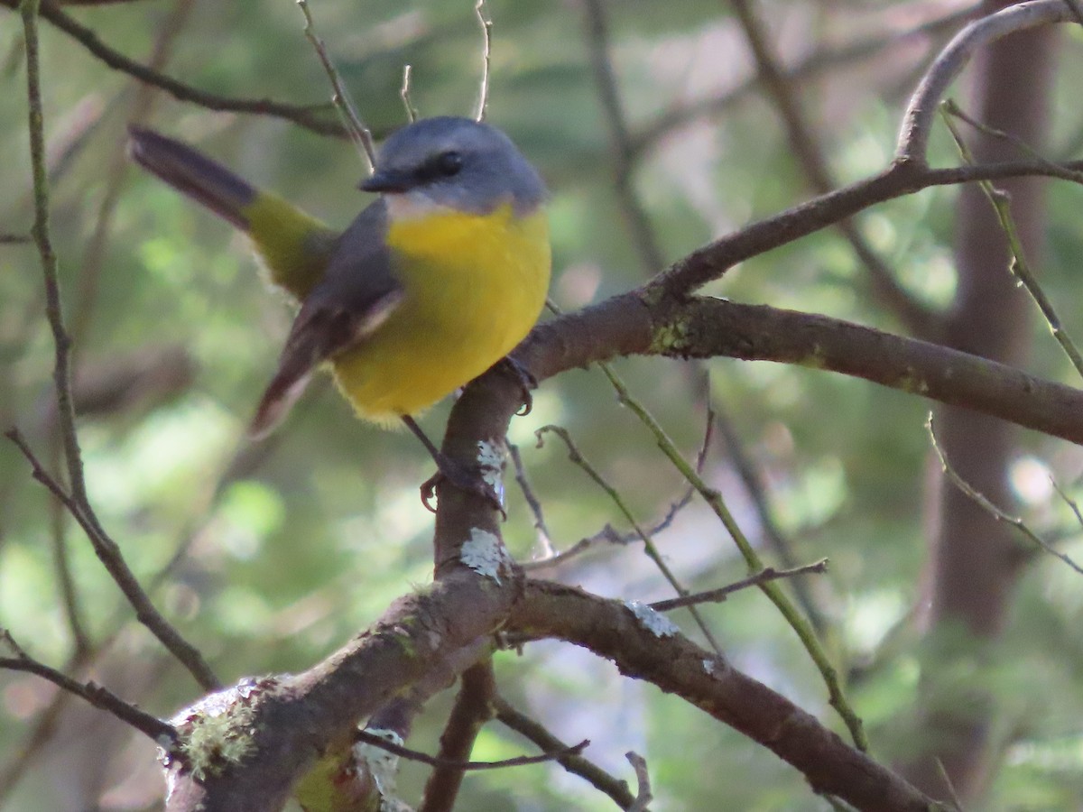 Eastern Yellow Robin - ML635485993