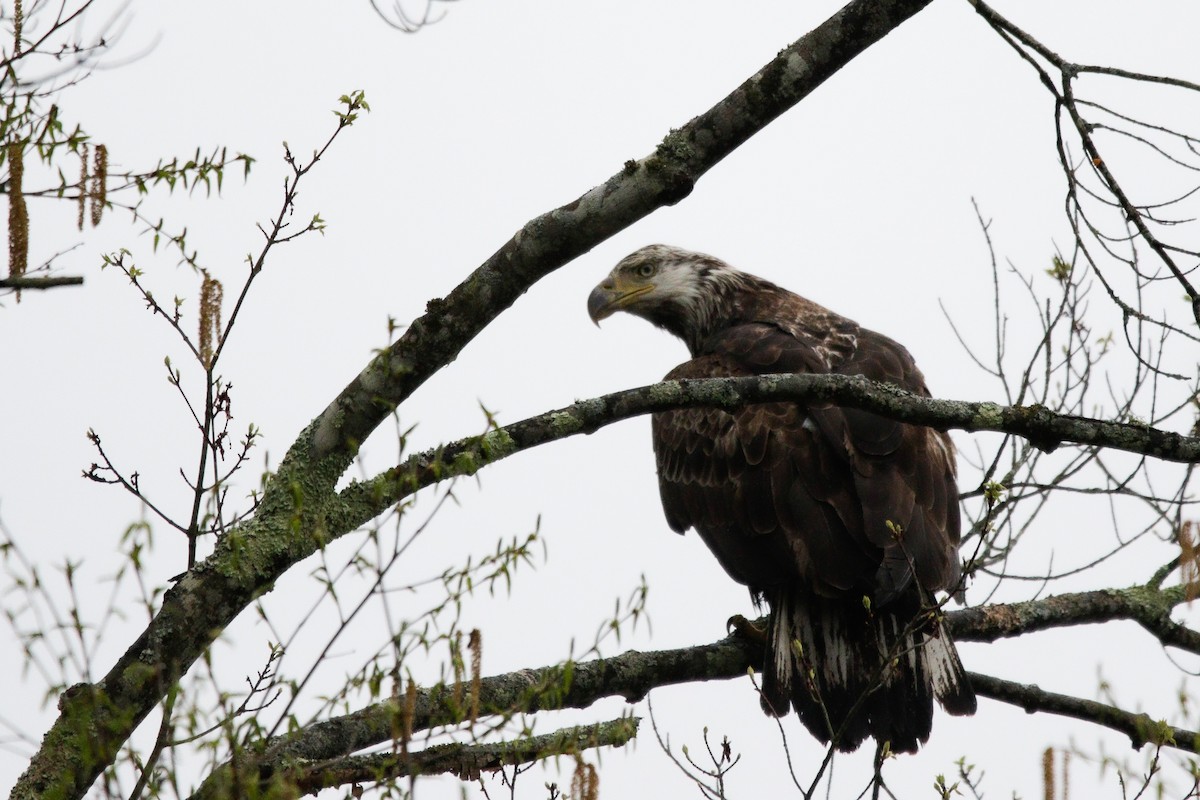 Bald Eagle - ML635486108