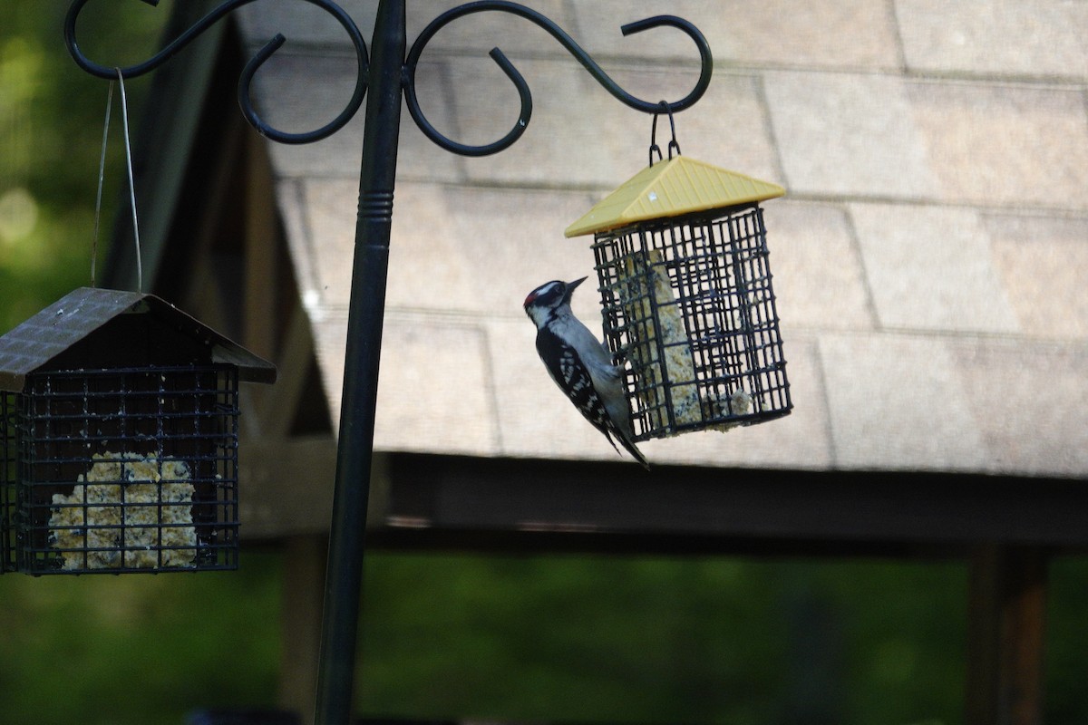Hairy Woodpecker - ML635486227