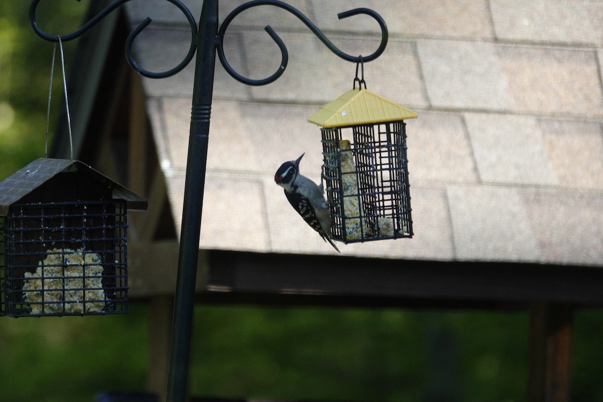 Hairy Woodpecker - ML635486228